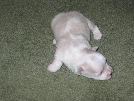 maltese puppy pictures cross